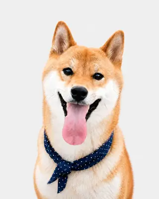 Akira, der Shiba Inu und Feel-Good-Manager der MAV Familienhilfe